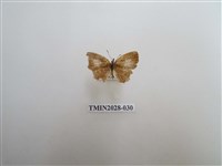 藏品(黑星灰蝶)的圖片